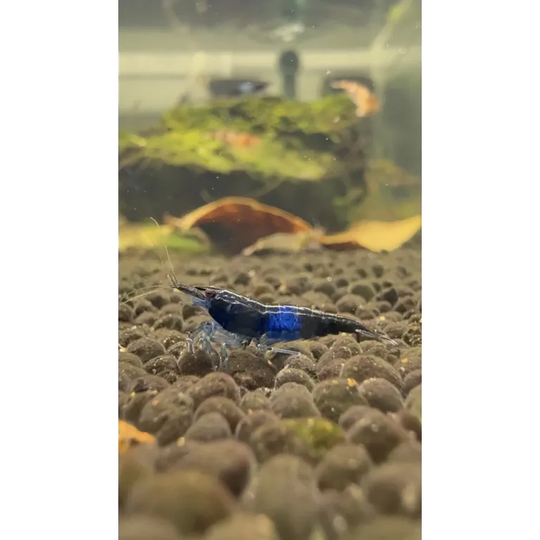 Rili carbon  neocaridina davidii