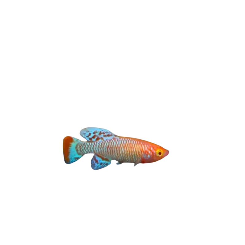 Nothobranchius rachovii albinos