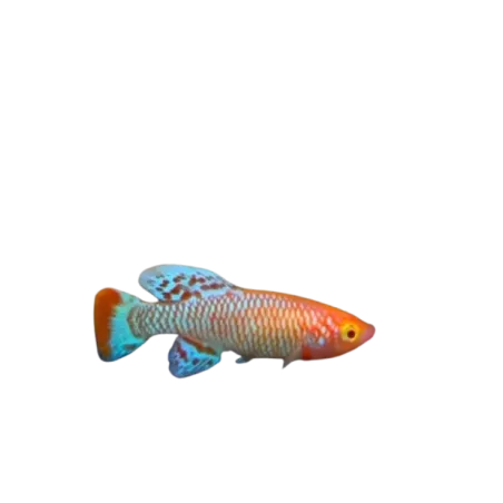 Nothobranchius rachovii albinos