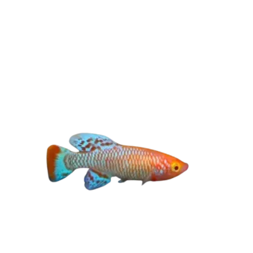 Nothobranchius rachovii albinos