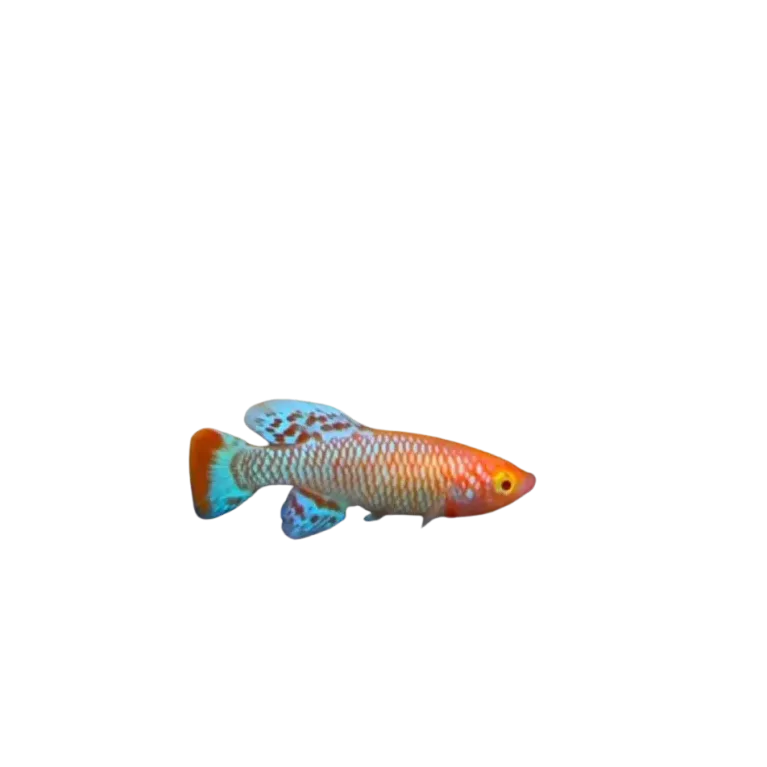 Nothobranchius rachovii albinos