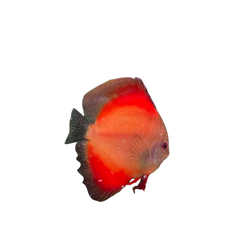 Discus Symphysodon spp. Red Marlboro 7cm (9cm)