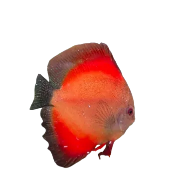 Discus Symphysodon spp. Red Marlboro 7cm (9cm)