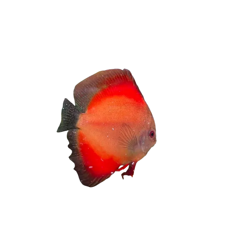 Discus Symphysodon spp. Red Marlboro 7cm (9cm)