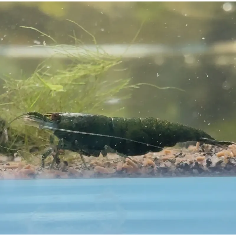 neocaridina dark green jade high grade