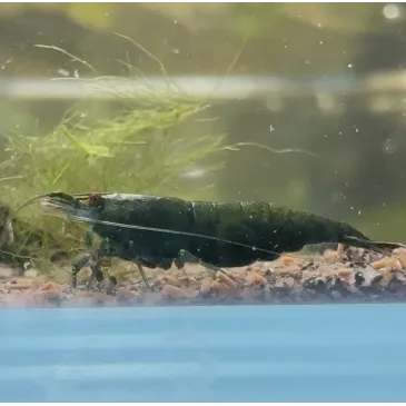 neocaridina dark green jade high grade