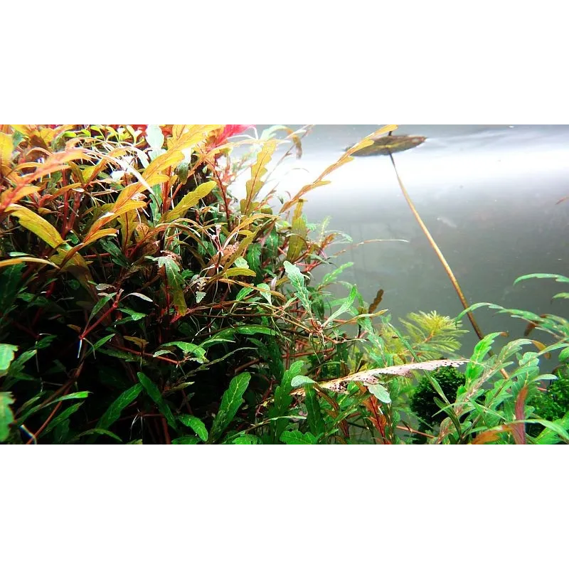 Hygrophila pinnatifida