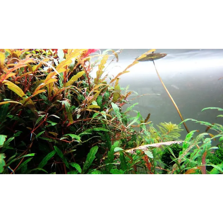 Hygrophila pinnatifida