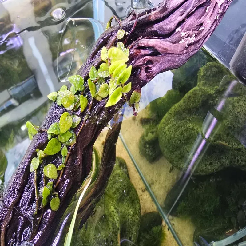 Ficus pumila minima – Plante palustre idéale pour paludarium et terrarium