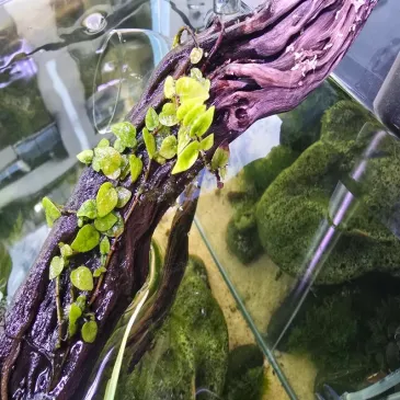 Ficus pumila minima – Plante palustre idéale pour paludarium et terrarium