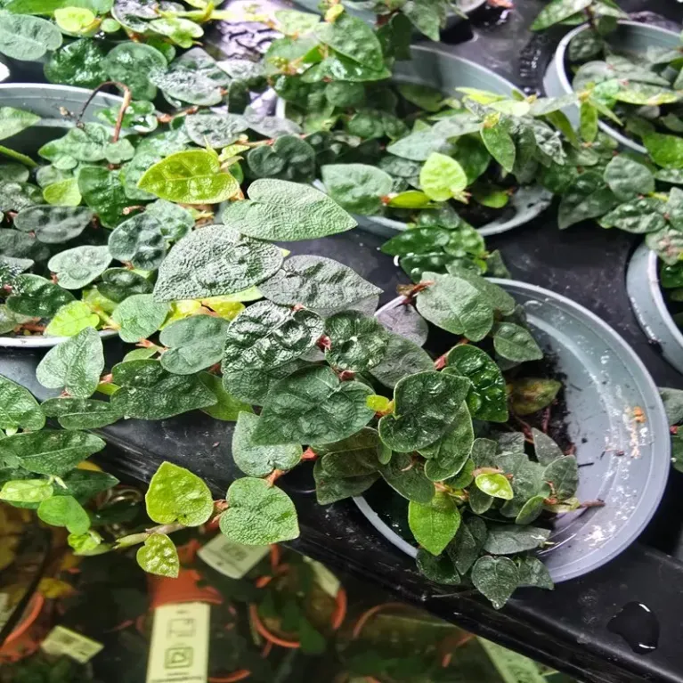 Ficus pumila minima – Plante palustre idéale pour paludarium et terrarium