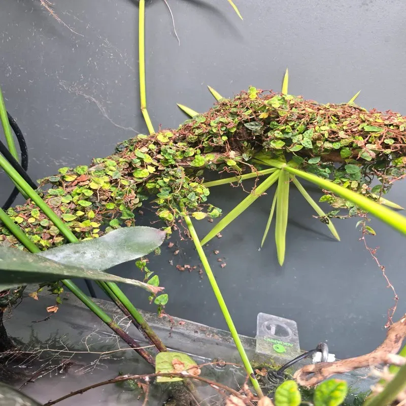 Ficus pumila minima – Plante palustre idéale pour paludarium et terrarium