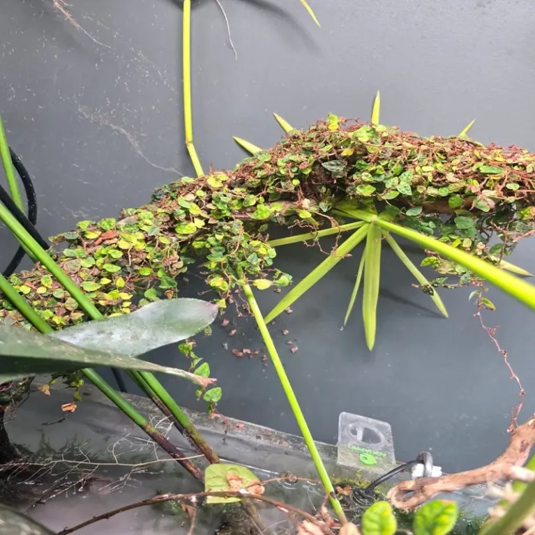 Ficus pumila minima – Plante palustre idéale pour paludarium et terrarium