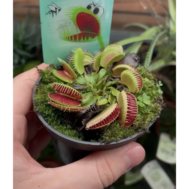 Dionaea Muscipula 'Red Green'  - La Grâce pour Votre Paludarium et Terrarium Humide