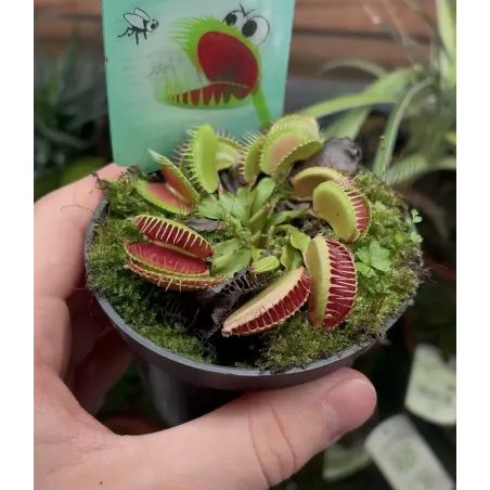 Dionaea Muscipula 'Red Green'  - La Grâce pour Votre Paludarium et Terrarium Humide