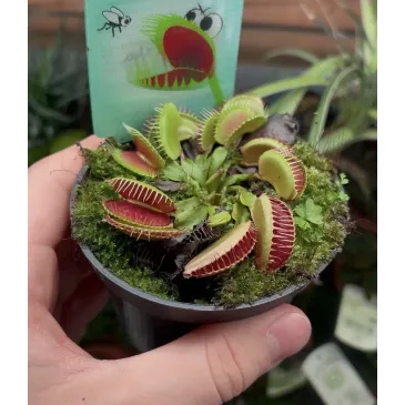Dionaea Muscipula 'Red Green'  - La Grâce pour Votre Paludarium et Terrarium Humide