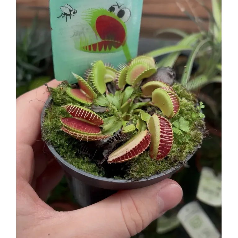 Dionaea Muscipula 'Red Green'  - La Grâce pour Votre Paludarium et Terrarium Humide