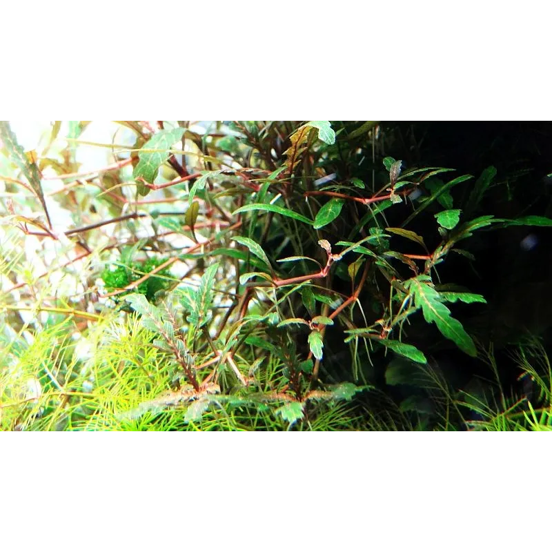 Hygrophila pinnatifida