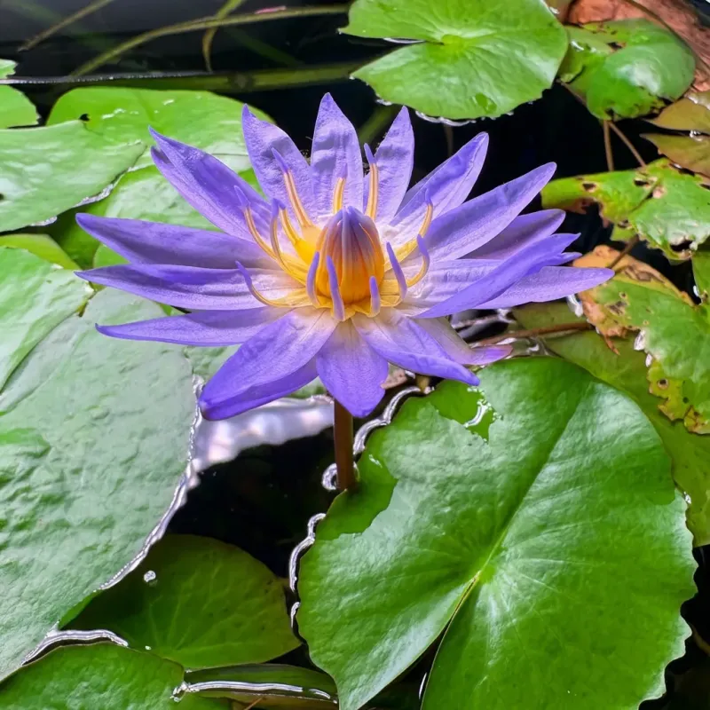 Nymphaea micrantha