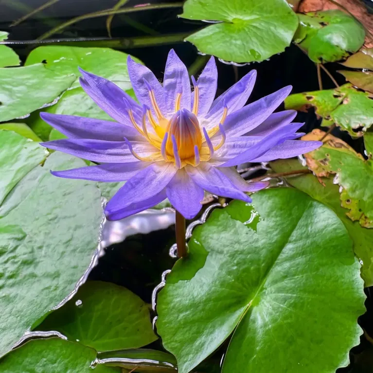 Nymphaea micrantha