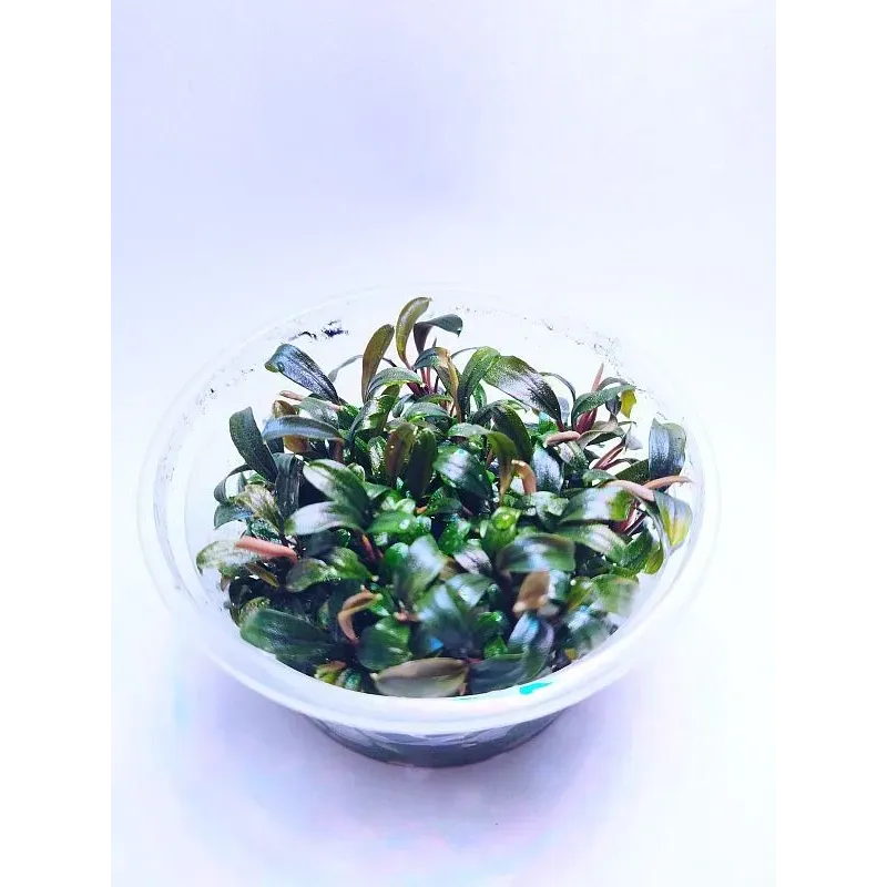 bucephalandra brownie ghost in vitro : plante aquarium_aquadesigner-shop.com