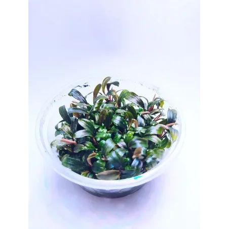 bucephalandra brownie ghost in vitro : plante aquarium_aquadesigner-shop.com