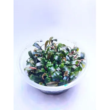 bucephalandra brownie ghost in vitro : plante aquarium_aquadesigner-shop.com