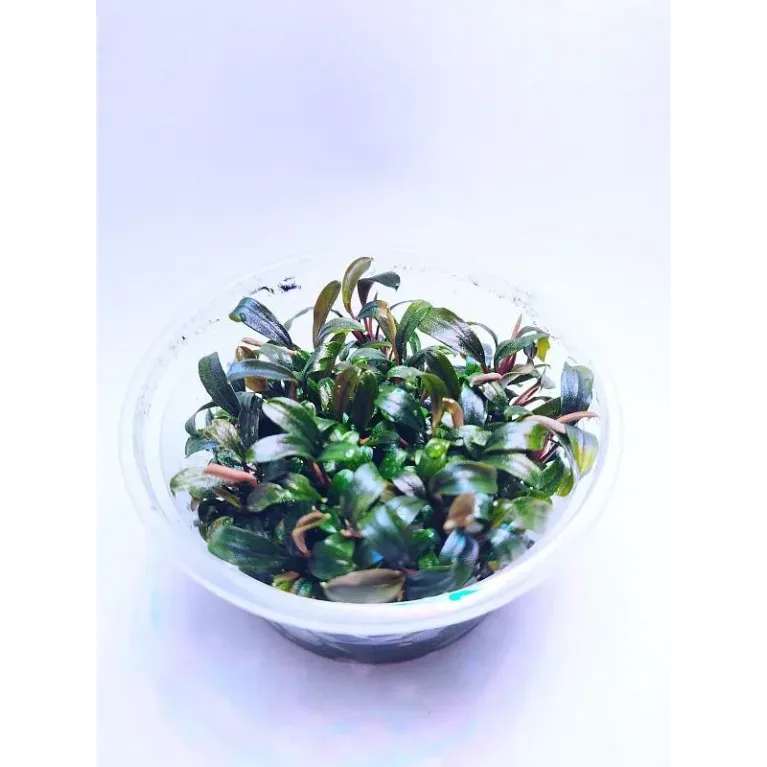 bucephalandra brownie ghost in vitro : plante aquarium_aquadesigner-shop.com