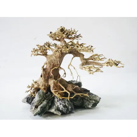 Magatta Bonsaï S01