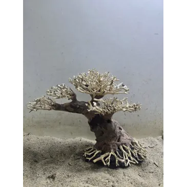 Bonsaï Magatta Arch en Driftwood Naturel pour Aquarium | Aquadesigner Shop
