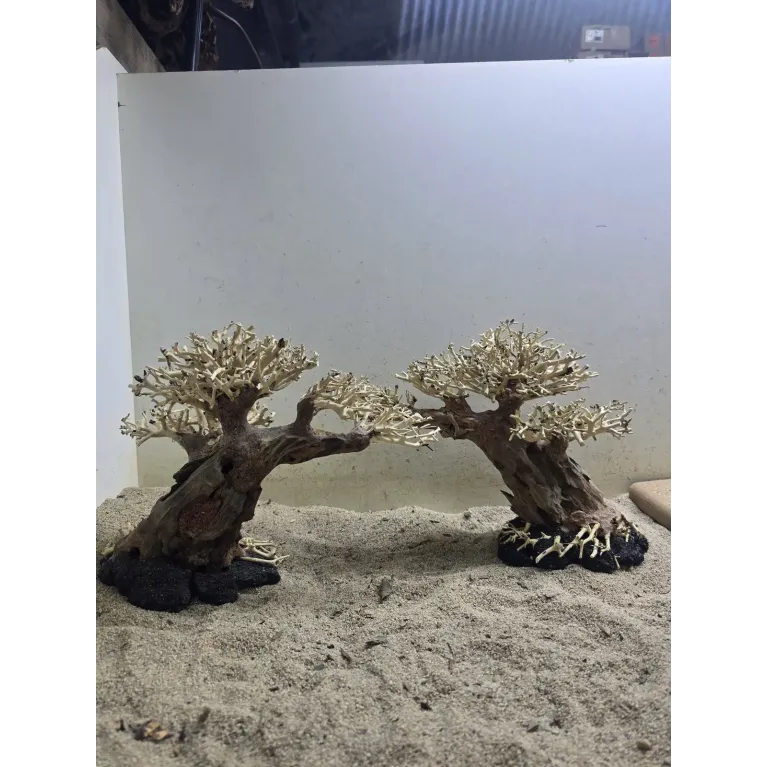 Bonsaï Magatta Arch en Driftwood Naturel pour Aquarium | Aquadesigner Shop