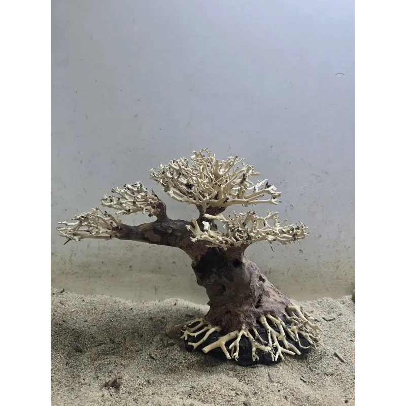 Bonsaï Magatta Arch en Driftwood Naturel pour Aquarium | Aquadesigner Shop
