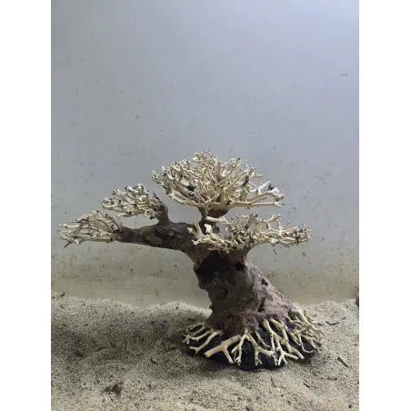 Bonsaï Magatta Arch en Driftwood Naturel pour Aquarium | Aquadesigner Shop