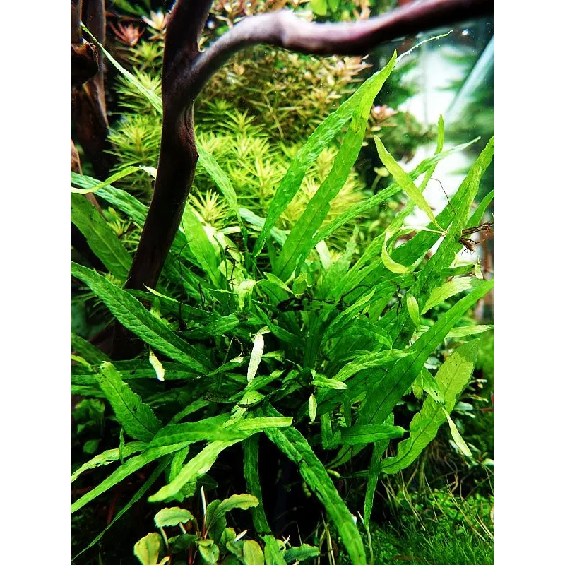 Microsorum pteropus 'Narrow'