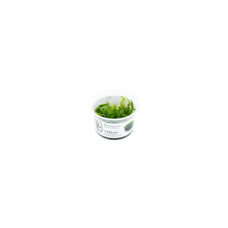 Microsorum pteropus Windeløv In Vitro - Plante aquarium