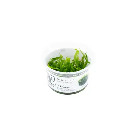 Microsorum pteropus Windeløv In Vitro - Plante aquarium