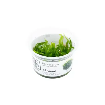 Microsorum pteropus Windeløv In Vitro - Plante aquarium