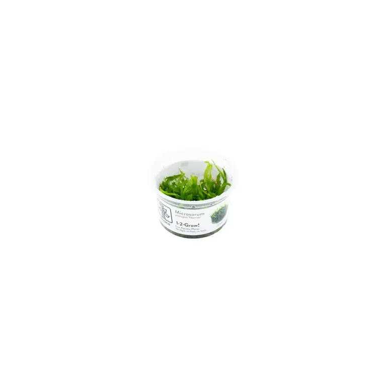 Microsorum pteropus Windeløv In Vitro - Plante aquarium