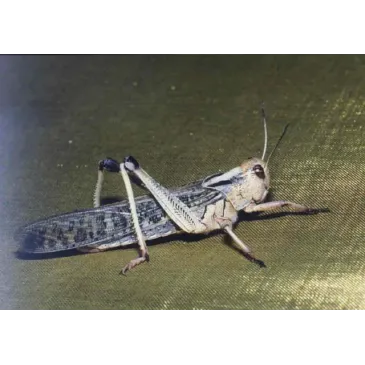 Criquets migrateurs Small – Locusta migratoria – 25 pièces