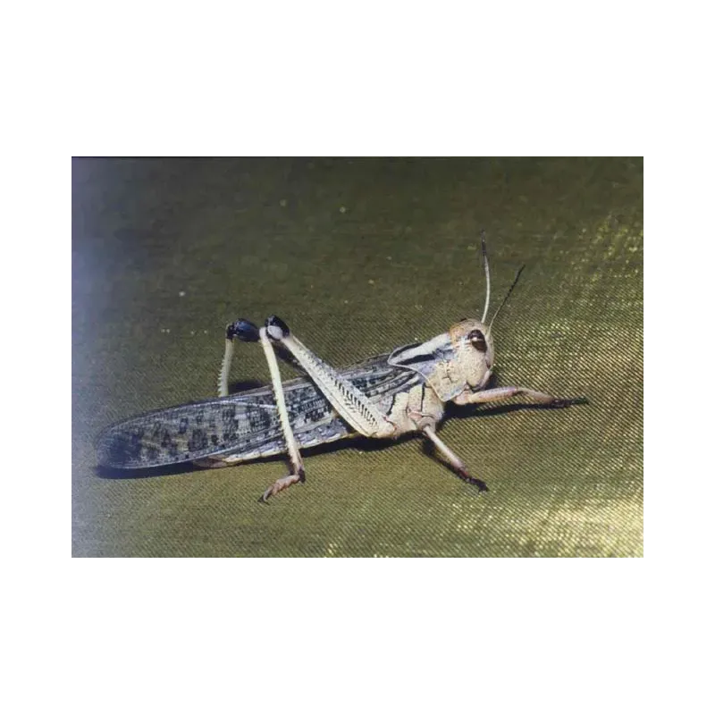 Criquets migrateurs Subadult – Locusta migratoria – 11 pièces