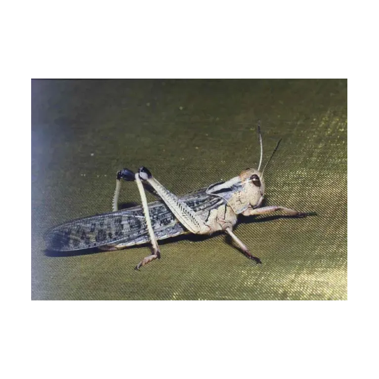 Criquets migrateurs Subadult – Locusta migratoria – 11 pièces
