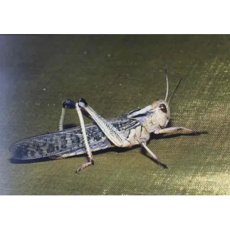 Criquets migrateurs Subadult – Locusta migratoria – 11 pièces
