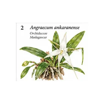 Orchidée Angraecum orchidiflorum Paludarium  Terrarium Terrascaping