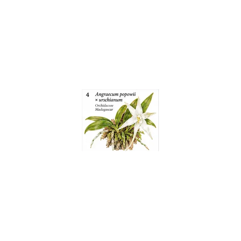 Angraecum popowii × urschianum – Orchidée miniature