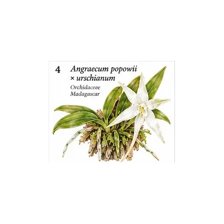 Angraecum popowii × urschianum – Orchidée miniature