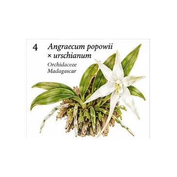 Angraecum popowii × urschianum – Orchidée miniature