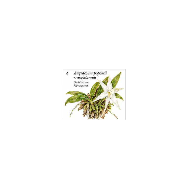 Angraecum popowii × urschianum – Orchidée miniature