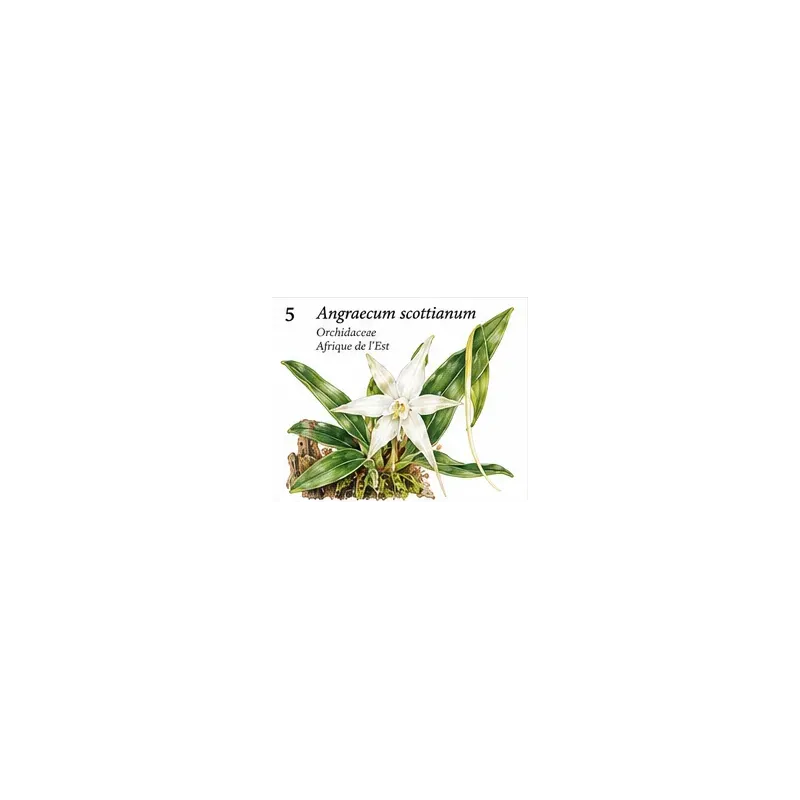 Angraecum scottianum – Orchidée botanique des Comores