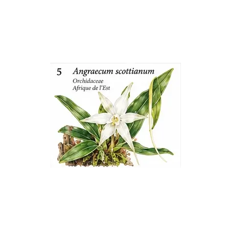 Angraecum scottianum – Orchidée botanique des Comores