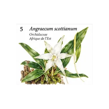 Angraecum scottianum – Orchidée botanique des Comores